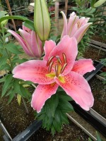 [4363 Gran Design GA No02.JPG]